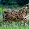 gepard